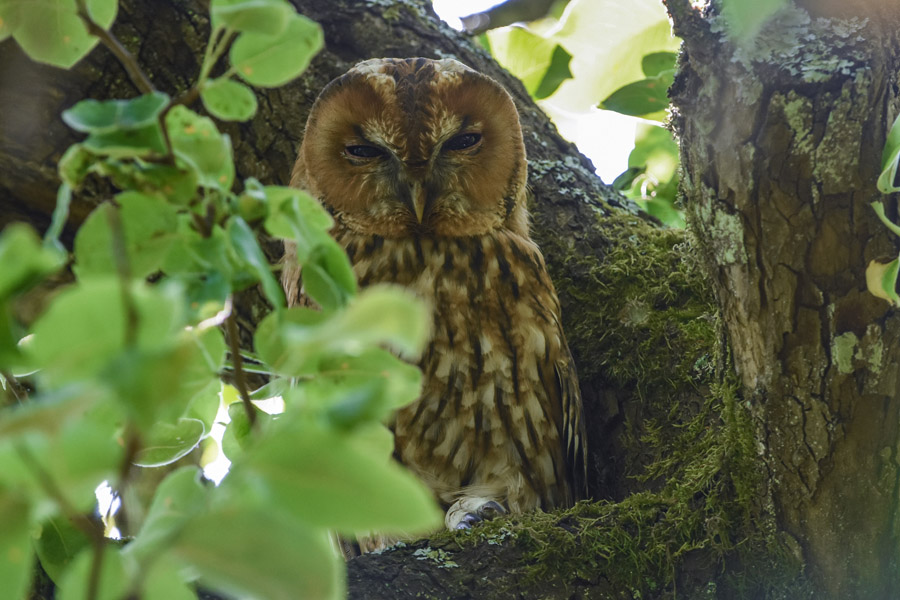 Bosuilen van de Schoorlse Duinen