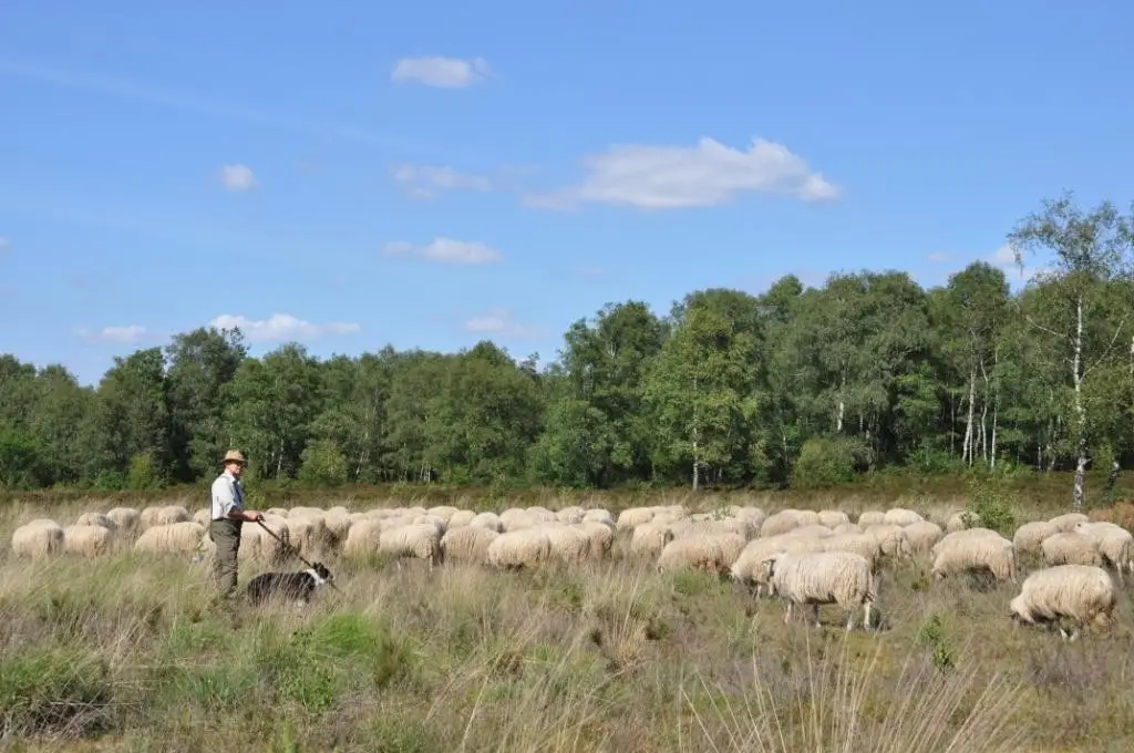 Schaapskooi Hoog Buurlo