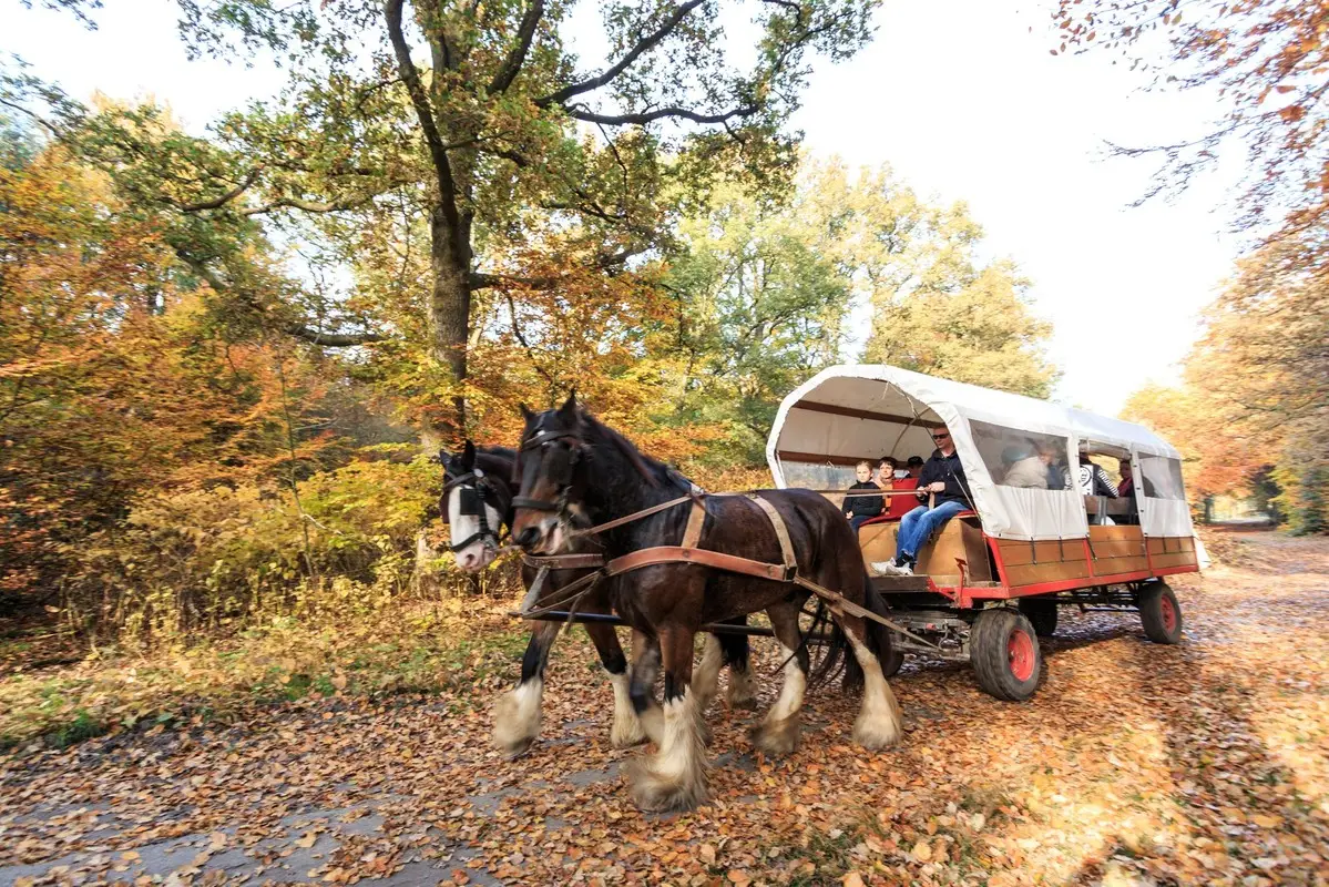 Huifkartocht door Het Nationale Park De Hoge Veluwe