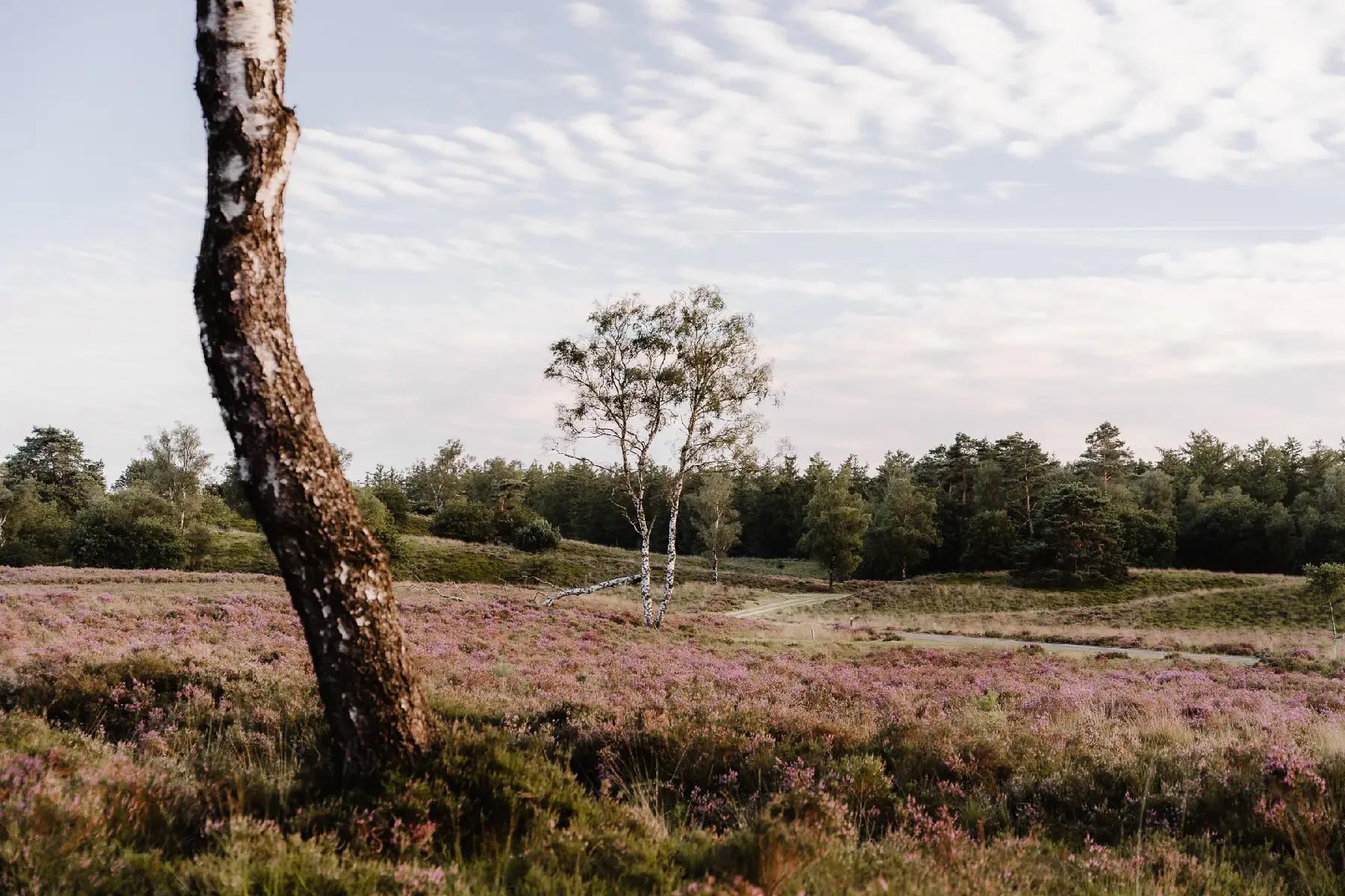 Natuurgebied Loenermark