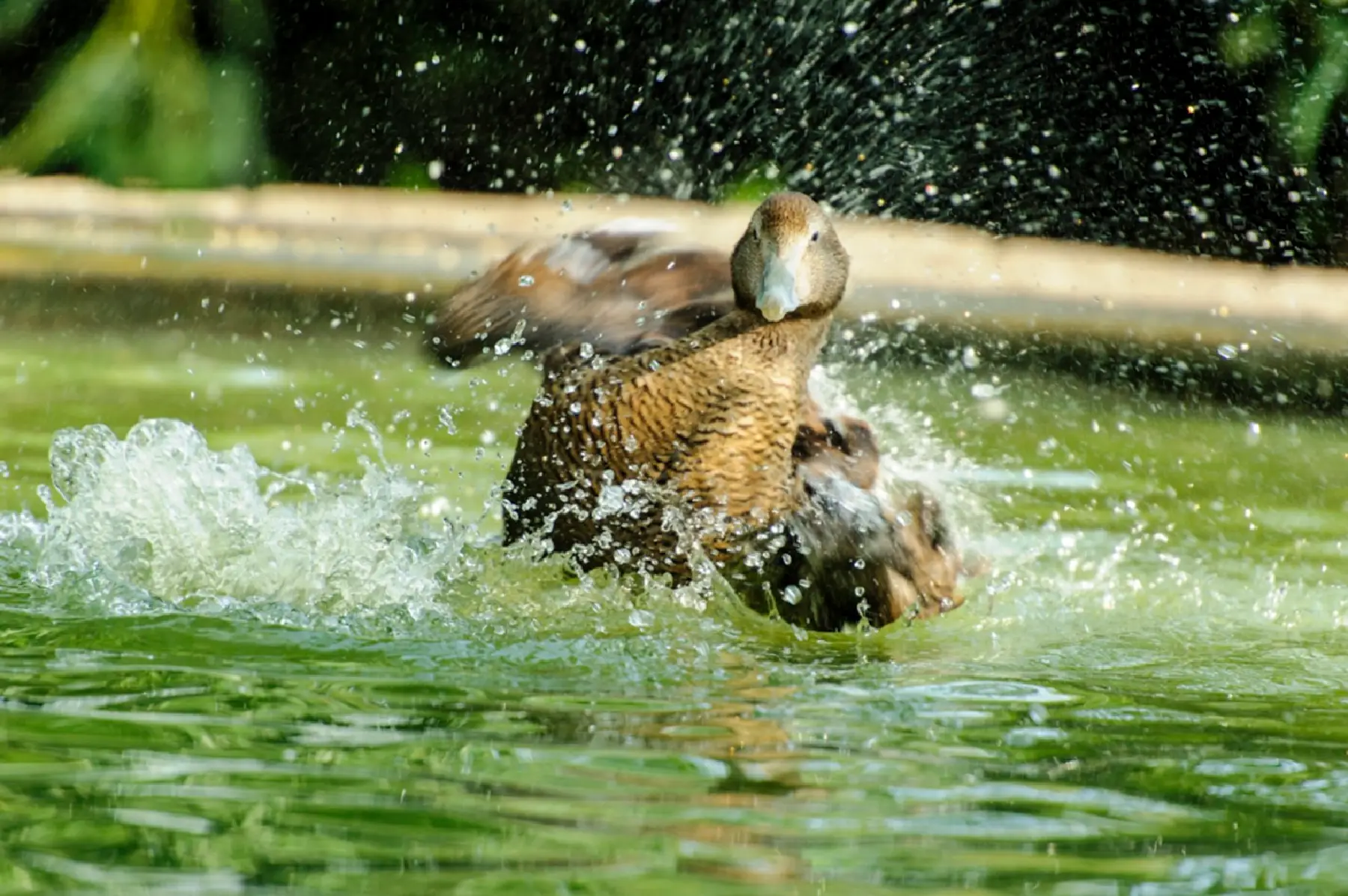 Kinderboerderij Laag Buurlo