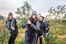 Zaag je eigen Kerstboom