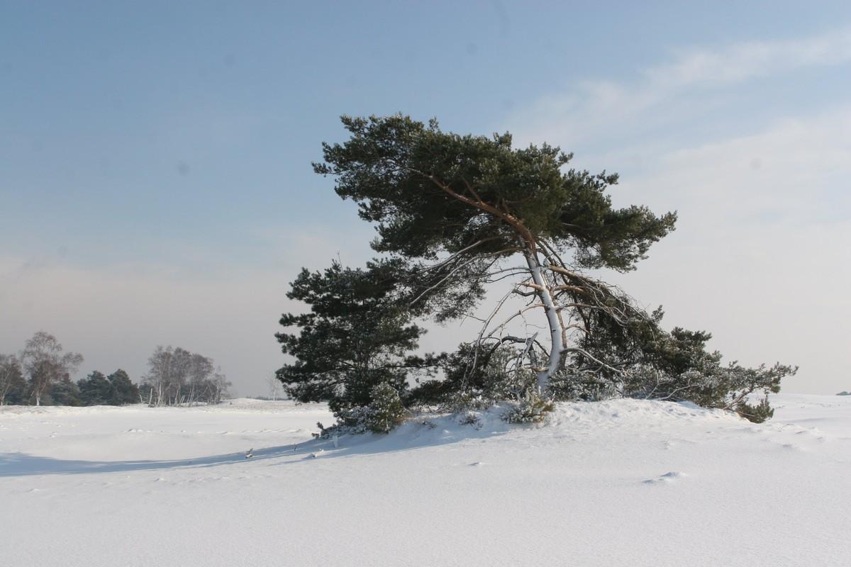 Kerstsfeerwandeling