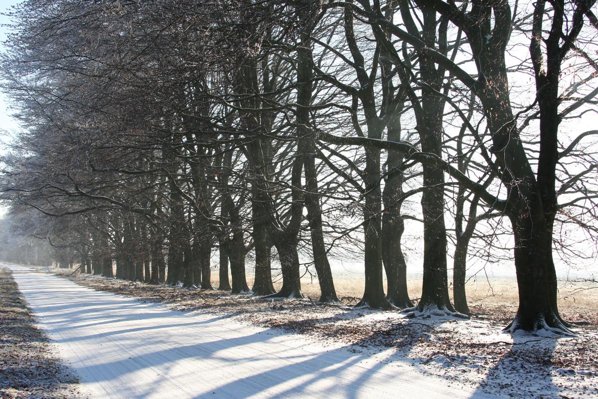 Oudejaarswandeling