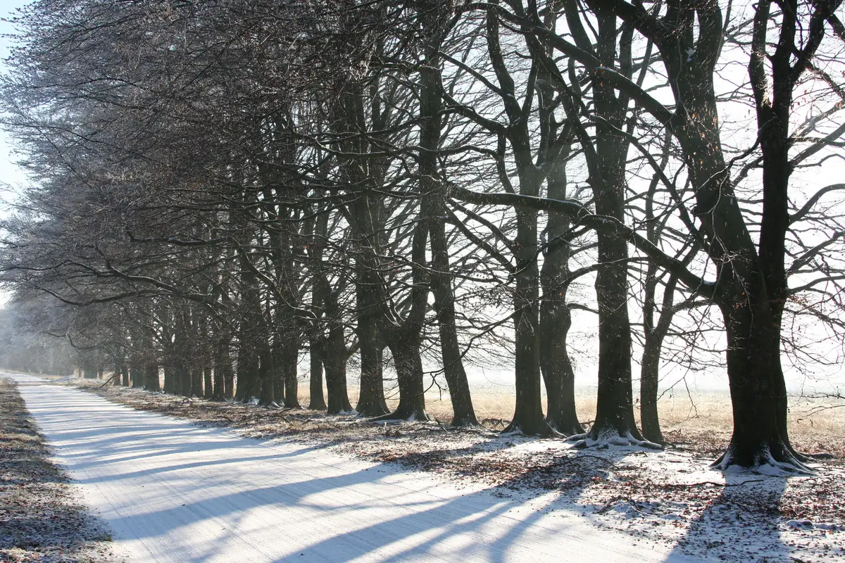 Oudejaarswandeling op de Hoge Veluwe