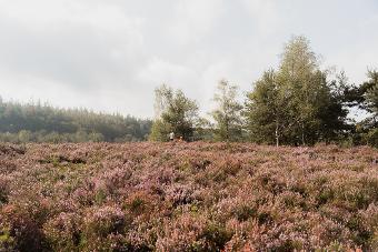 Natuurgebied ’t Leesten