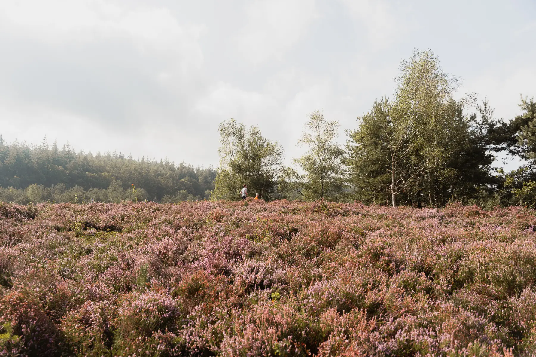 Natuurgebied ’t Leesten