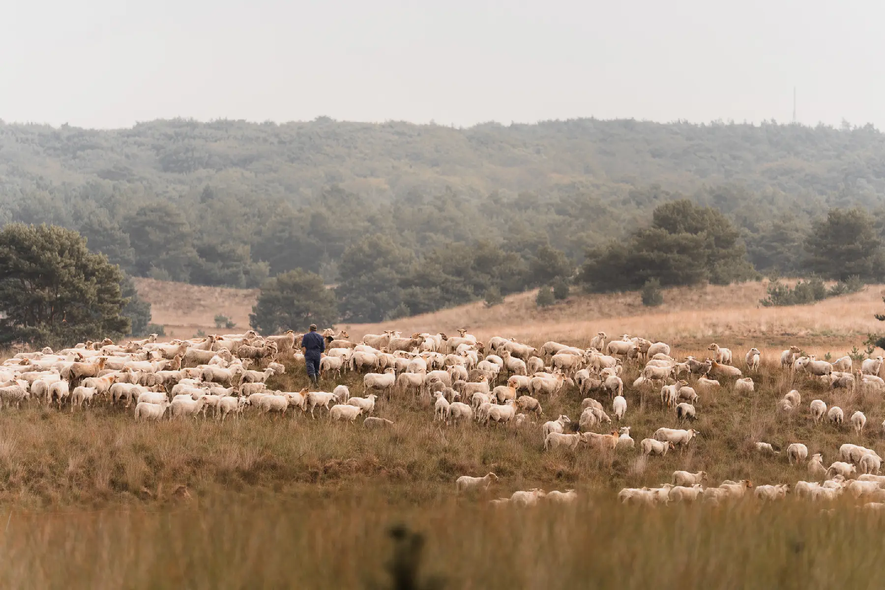 Asselsche Heide