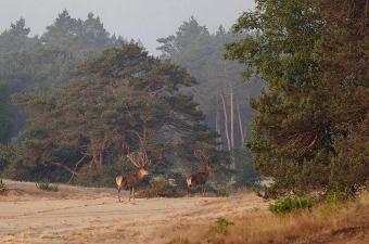 Wildwise