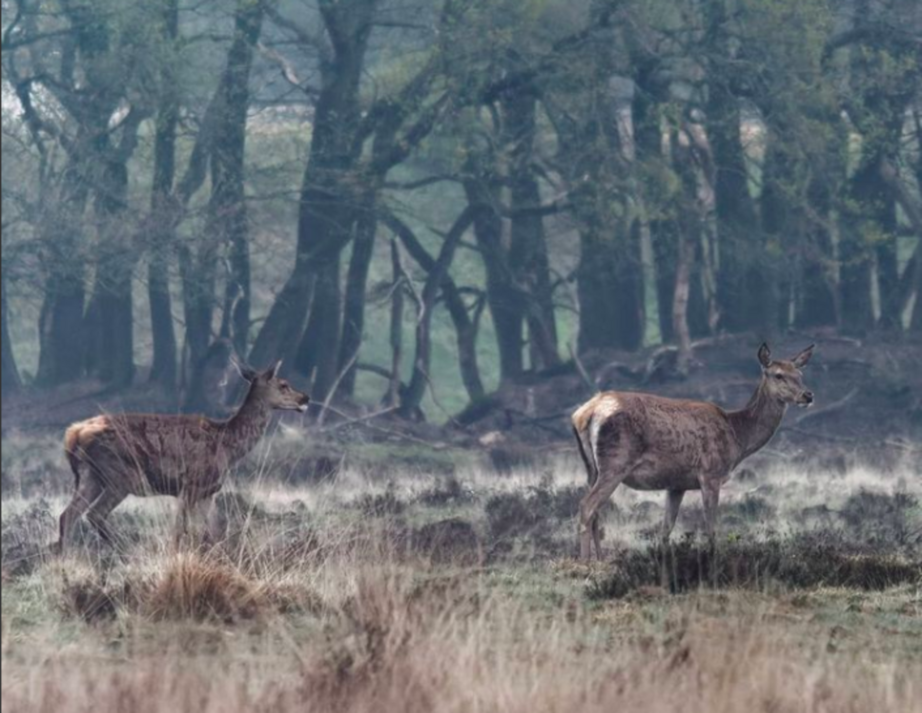 Wandeling Wilde Veluwe