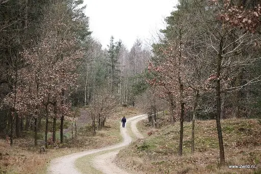 Midden Veluwe wandeltocht