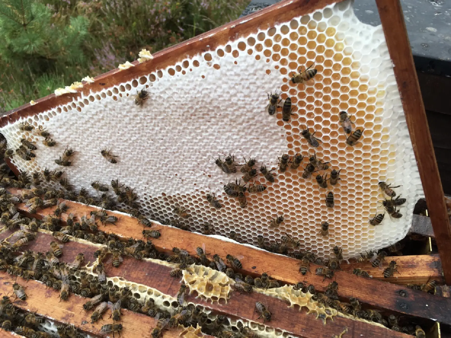 Honing en bijenmarkt Ugchelen