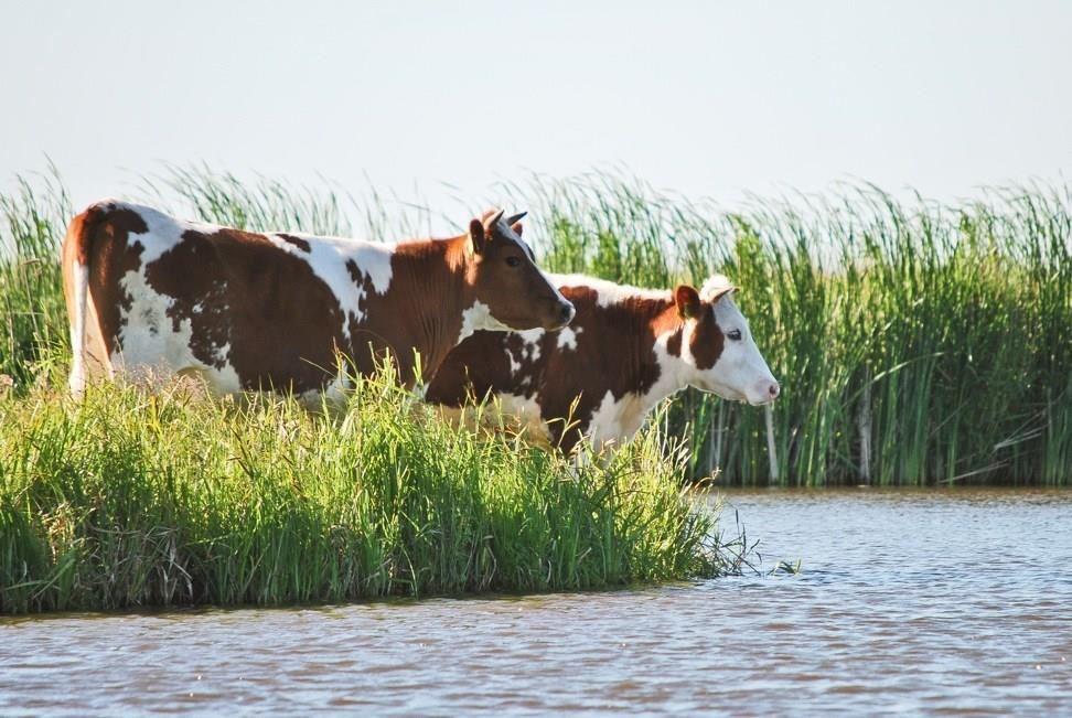 Natuurtocht - Het Ouweland