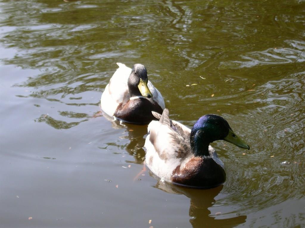 Bezoekerscentrum Eendenkooi