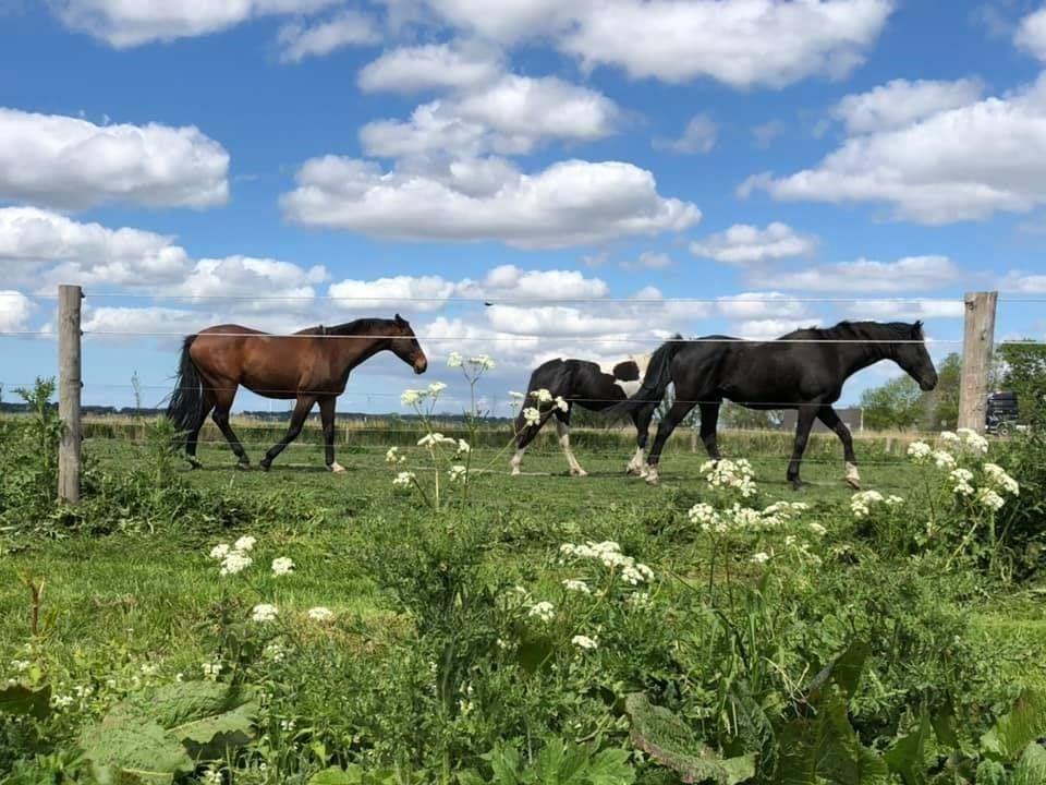 Wandelpad Saskerleidijk Woudhaven