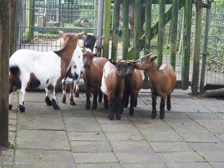 Kinderboerderij de Rekerhout
