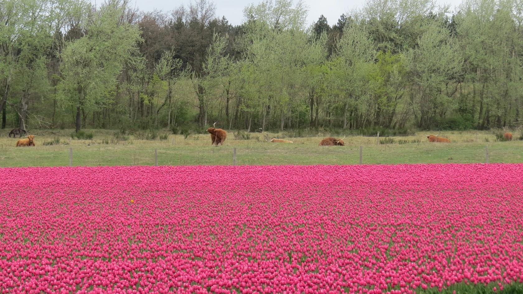 Agrocamping Ormsby Field