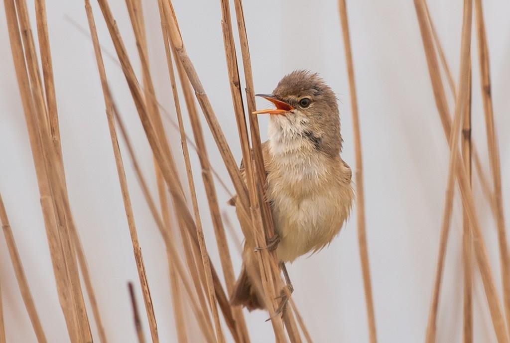 Het riet in Kruiszwin leeft!