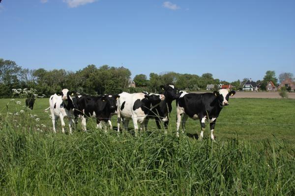 De Wieringer Eis und Milchviehbetrieb