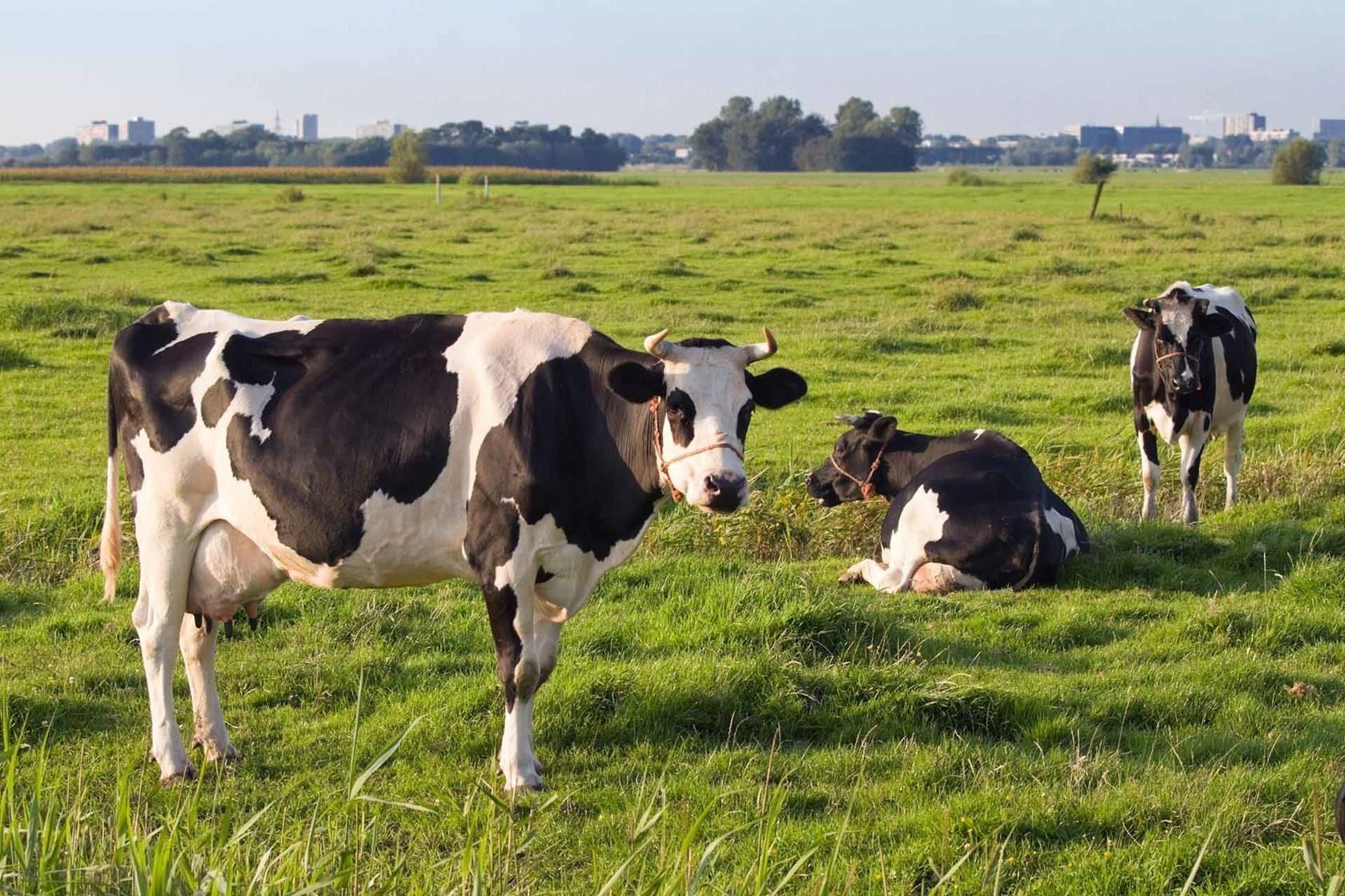 Biologisch-dynamische zuivelboerderij De Buitenplaats