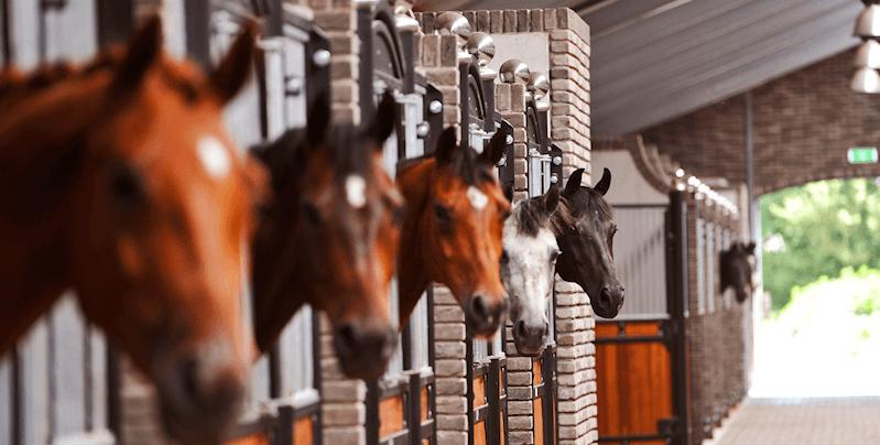 Paardrijles - Poko Loko Stables