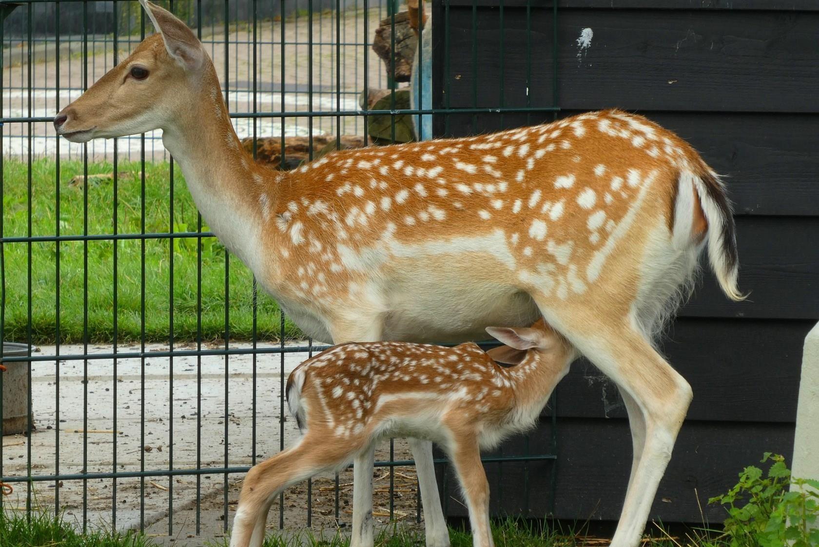 Children’s farm De Regenmortel