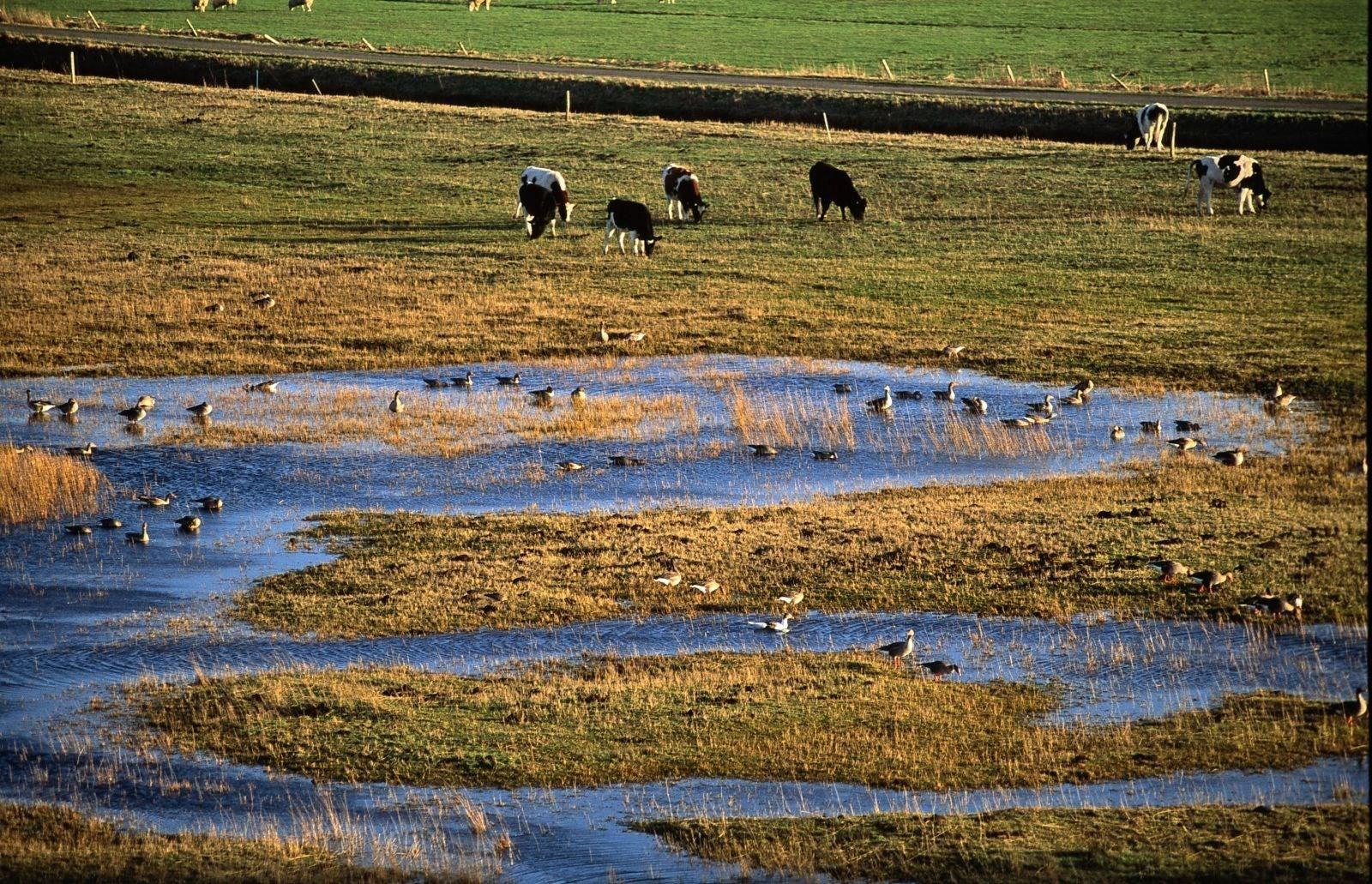 Huisduinerpolder