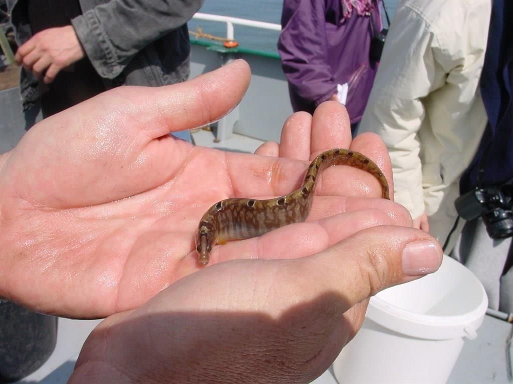 De zee leeft! Ecotocht op de Waddenzee