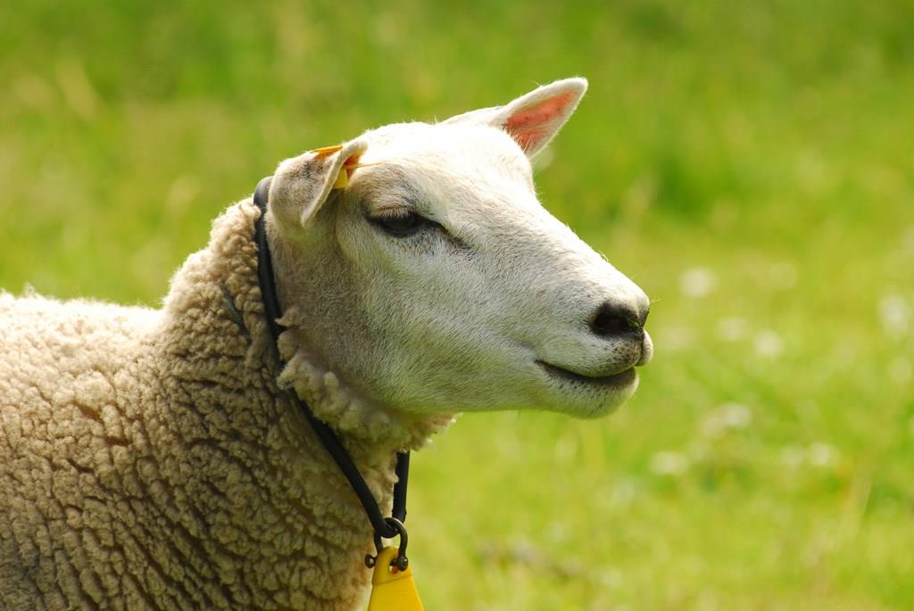 Schaap bij De Beestenboel