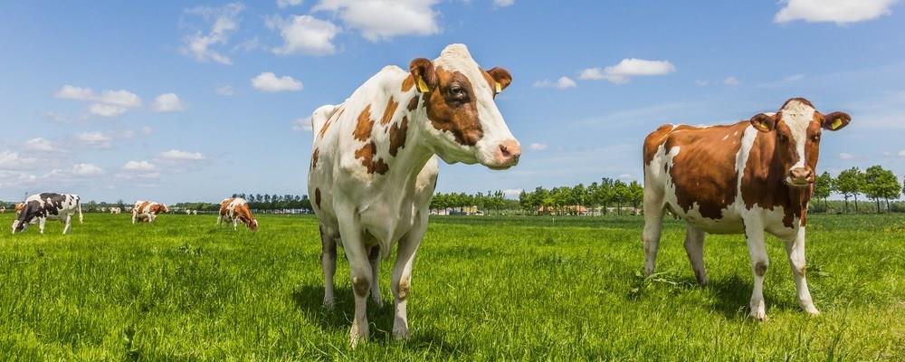 Care farm Cormeij Hoeve