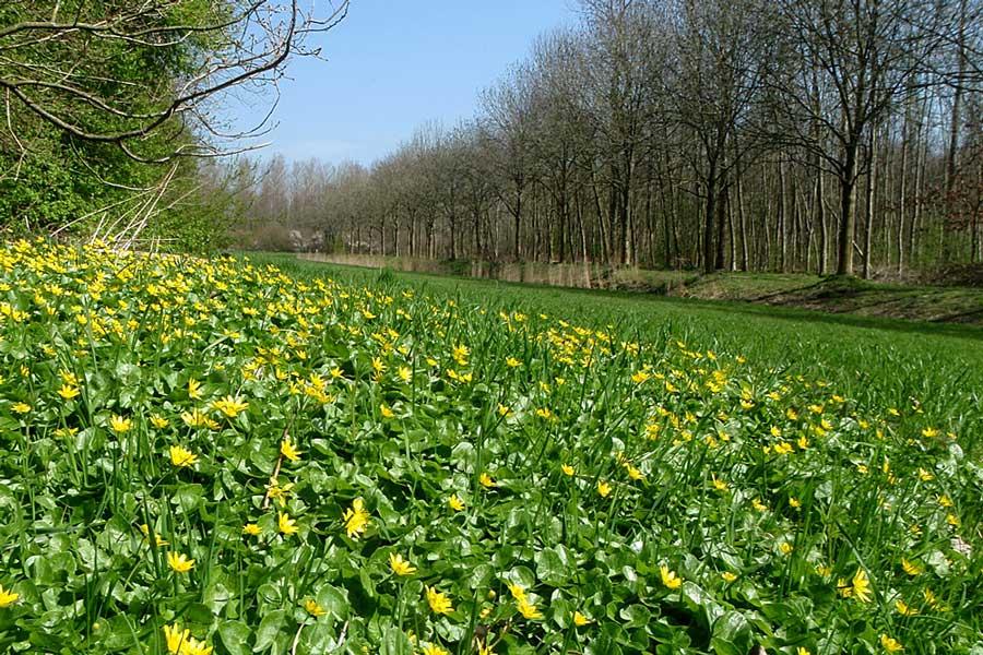 Natuurgebied Waarderhout