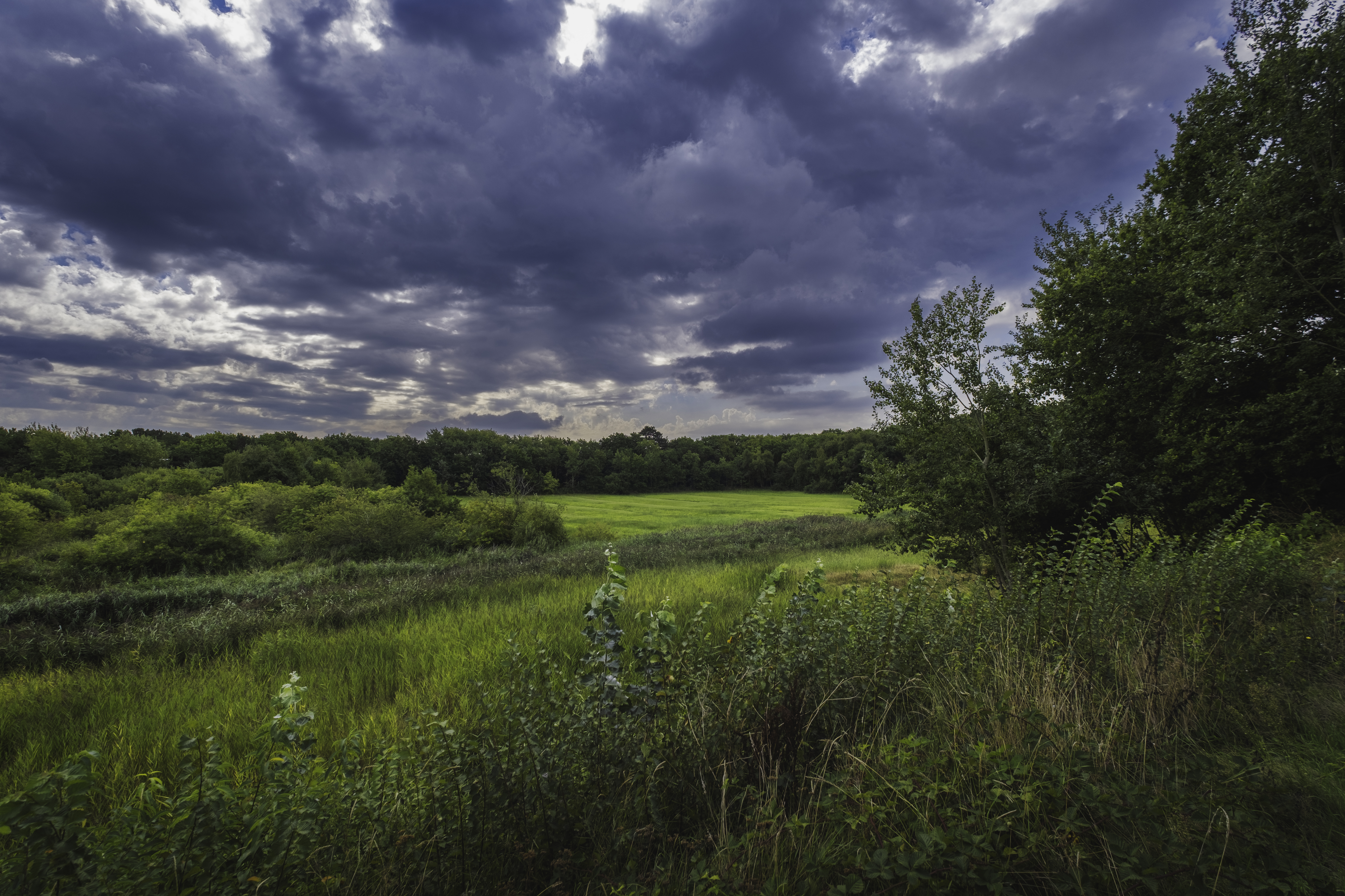 Het Hargergat, een groen gebied in de Schoorlse Duinen met veel groene planten en bomen en daarboven een donkere lucht van wolken