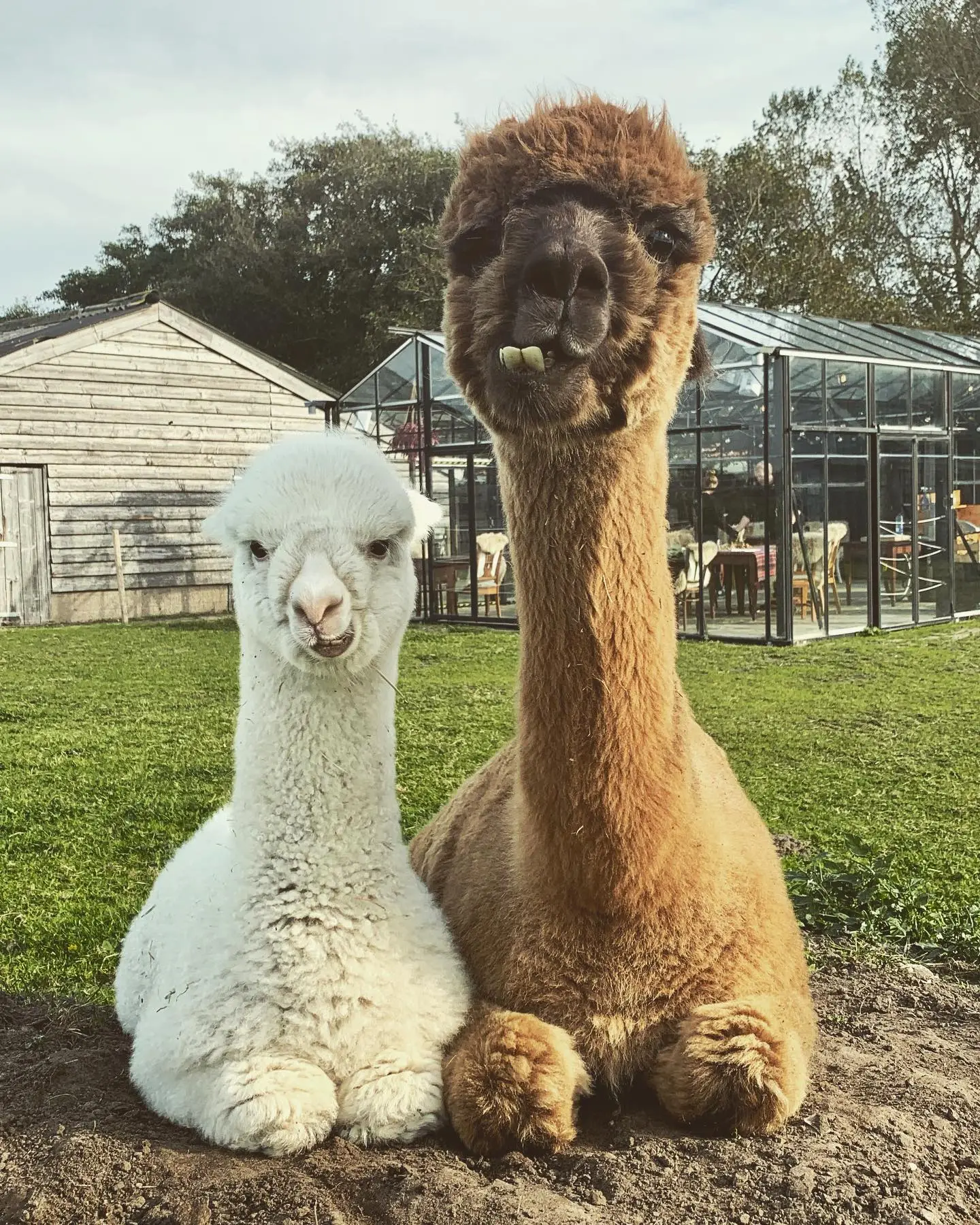 Alpaca Eco Farm