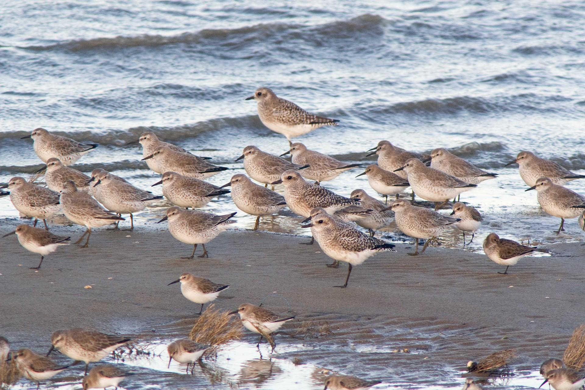 Spot de eerste trekvogels op het Wad bij Balgzand