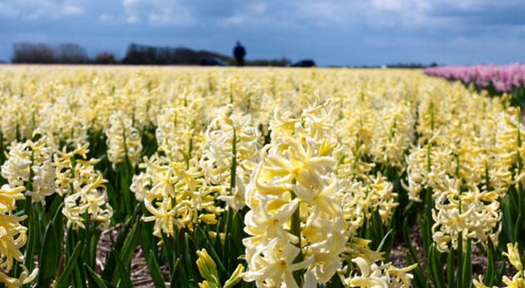 Een veld met de bloemen die gebruikt worden