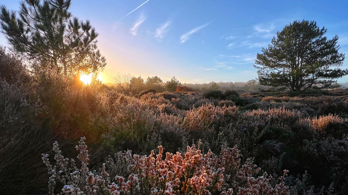 Fotografie met je smartphone Schoorlse Duinen