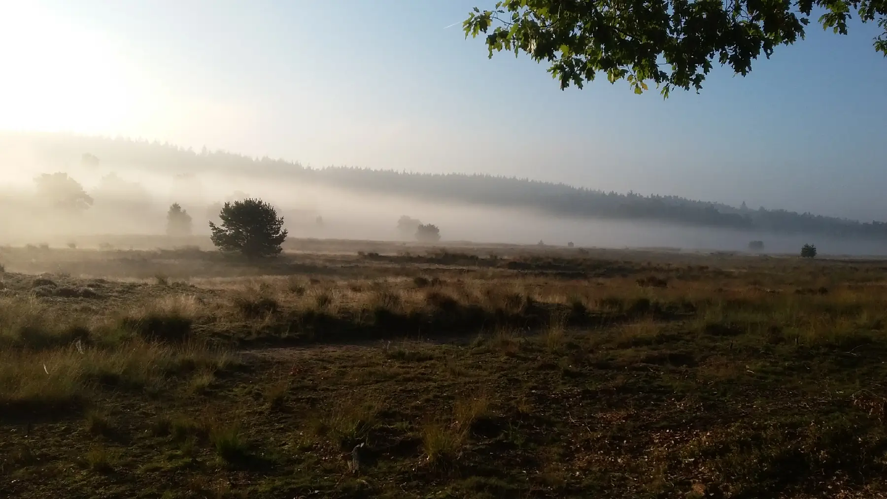 Dauwwandeling bij Staatsbosbeheer ’t Leesten