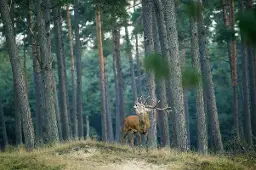 Bronstexcursie Nationaal Park de Hoge Veluwe