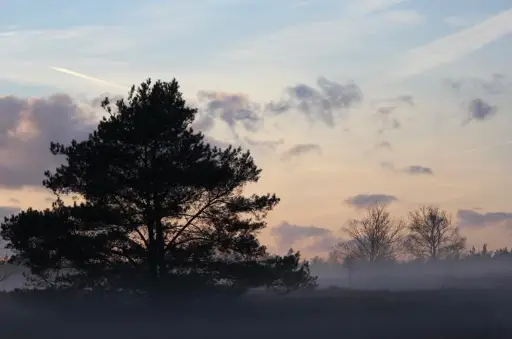 Ontwaken in het wilde hart van Nederland