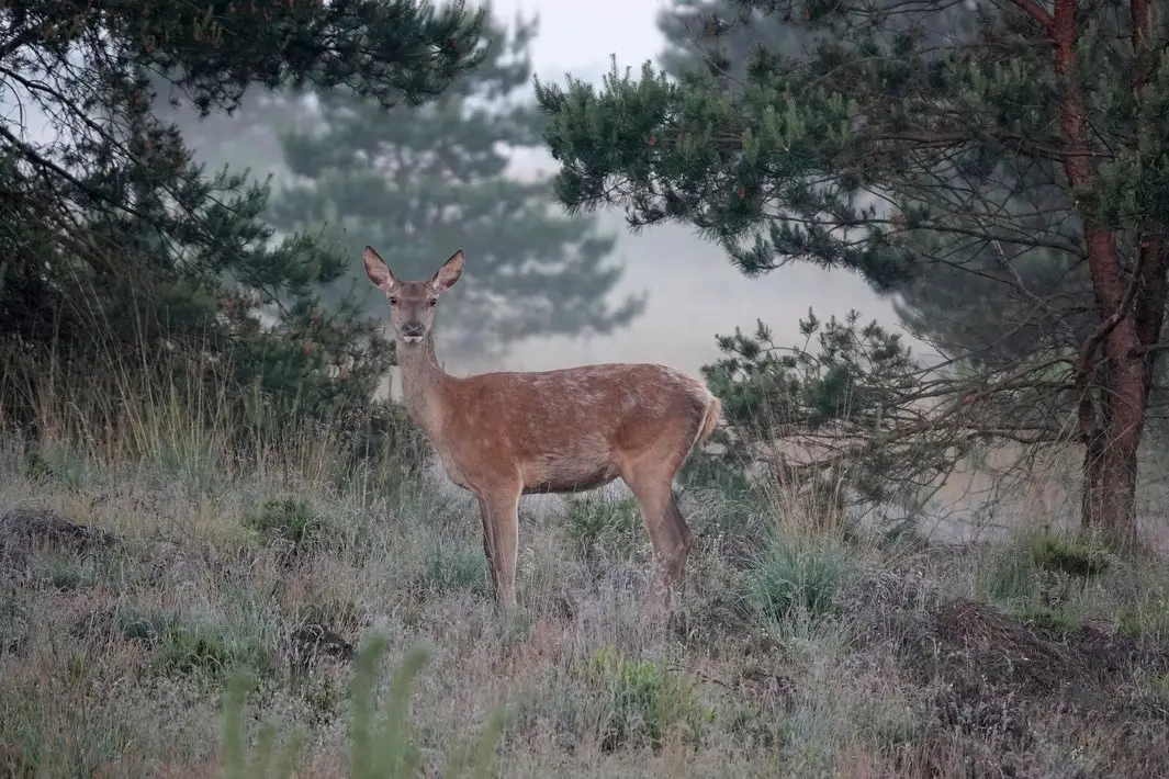 Natuurexpeditie zonsopkomst met Wildwise