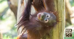 Yoga bij de orang-oetans