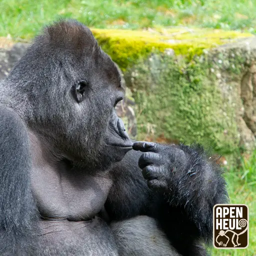 Eenmalige avond: Strippen voor gorilla’s