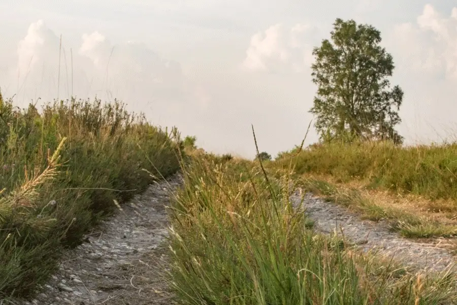 Zomertrek Veluwe