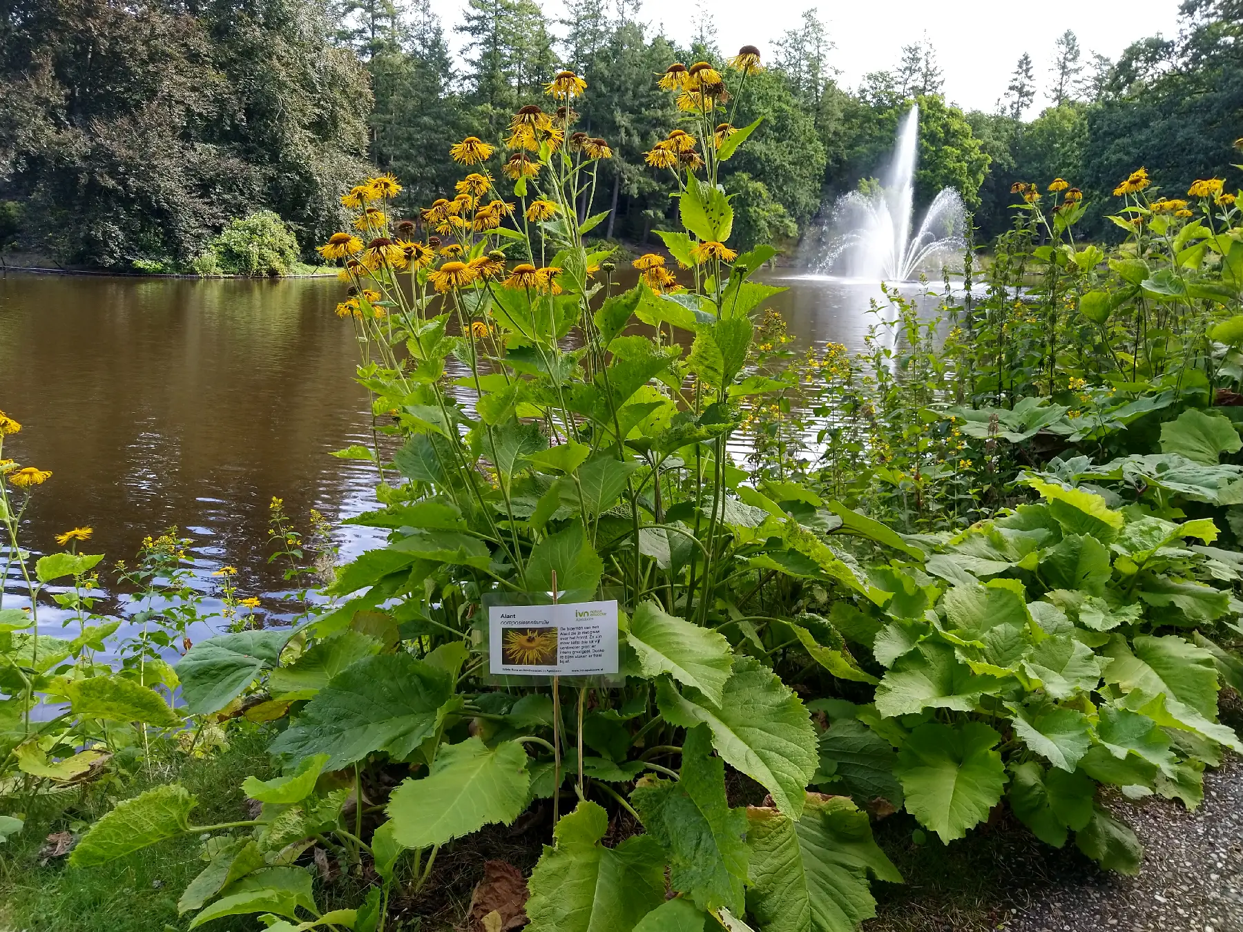 IVN Route Wilde flora in stadspark Berg en Bos