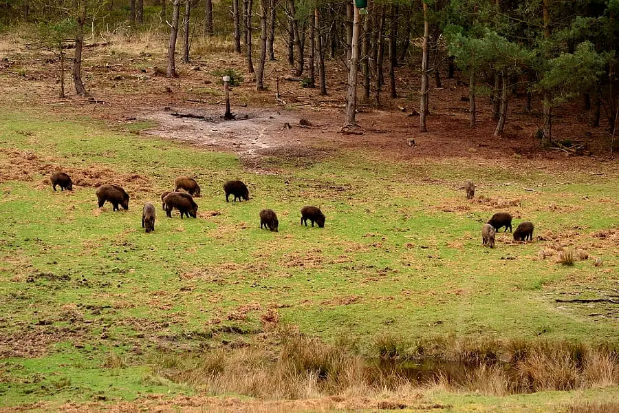 Wild spotten op de Veluwe – Hazenbergen