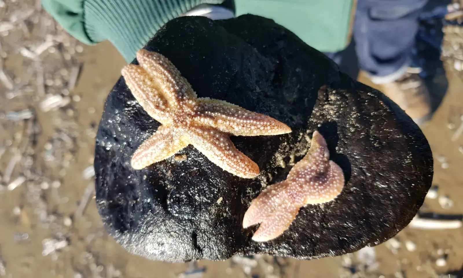 Strandexpeditie op het strand van Callantsoog