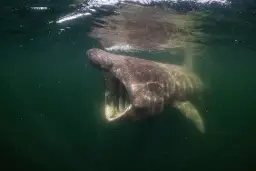 De Wilde Noordzee | Ontbijt & Film