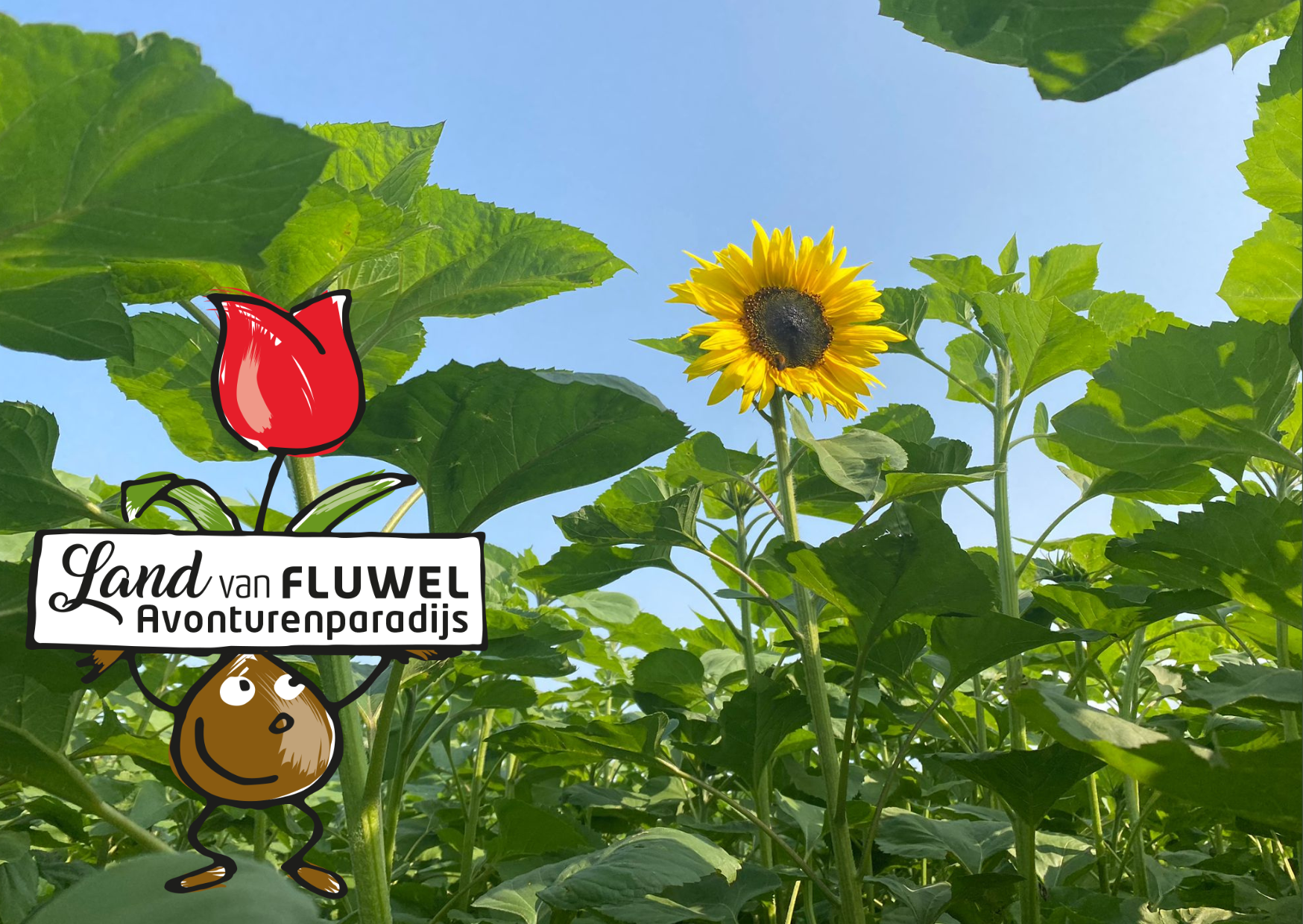 Sunflower Maze  Land van Fluwel