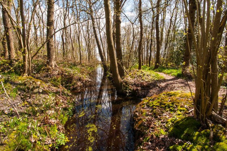 Vleermuizen in het bosje Wildrijk bij Sint Maartensvlotbrug