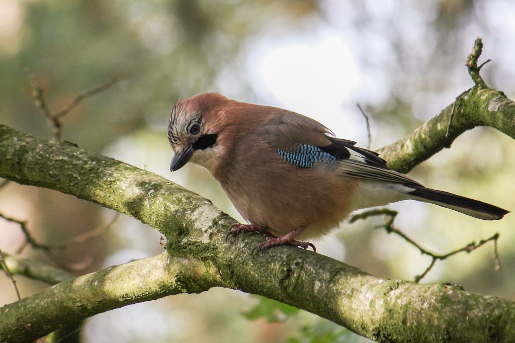 Workshop Natuurfotografie